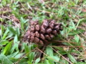 Gymnosperms are a group of seed producing plants that include conifers and cycads. If you can't tell look out for pine cones such as these.