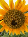 Nothing cheerier than a sunflower.