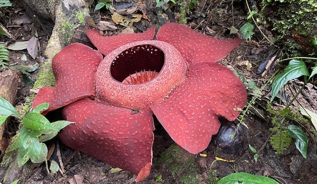 Rafflesia hike